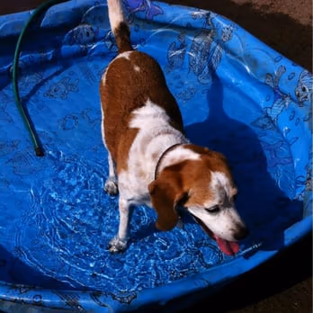 Dog Park at Highland Park photo 1